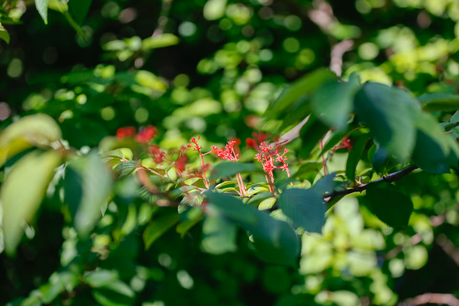 Close-up of green leaves and small red flowers on a plant with a blurred green background.
