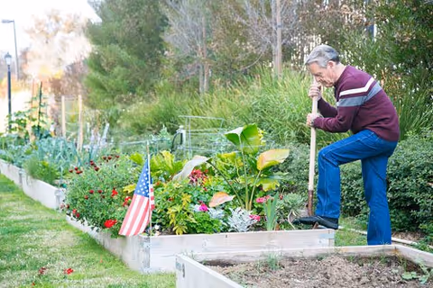 An elderly man wearing a maroon and white striped sweater and blue pants is gardening in a raised garden bed filled with various plants and flowers. There is a small American flag placed in the garden bed. The background shows trees and greenery.