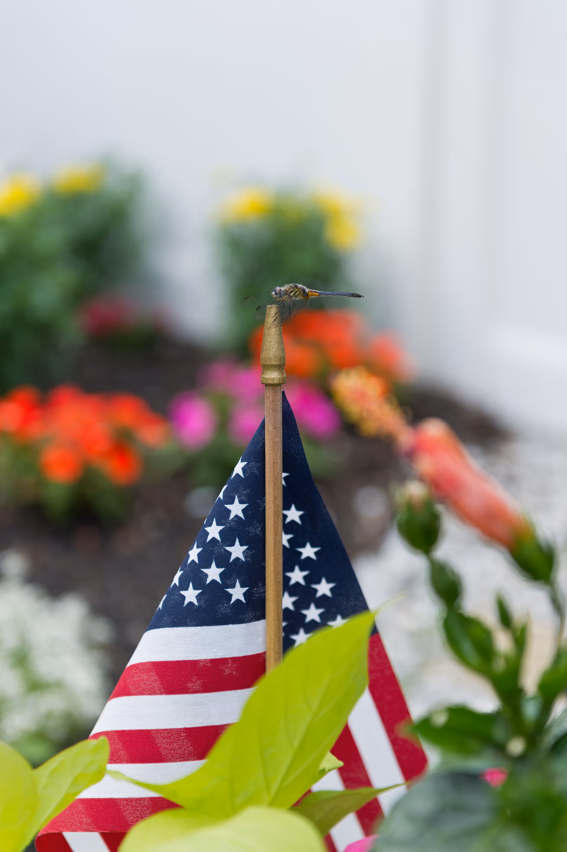 A close-up of a small American flag on a wooden stick with a dragonfly perched on top. The background is blurred with colorful flowers and green foliage.