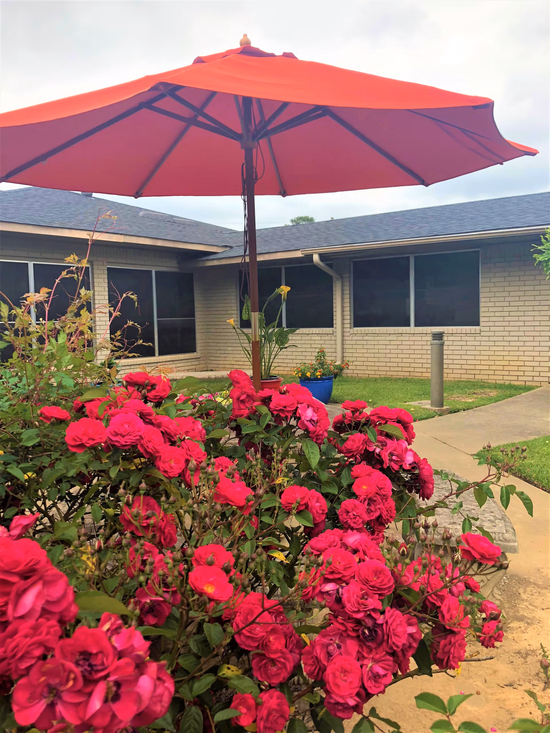 Courtyard with a large red umbrella and vibrant pink roses in front of a single-story brick nursing center building.