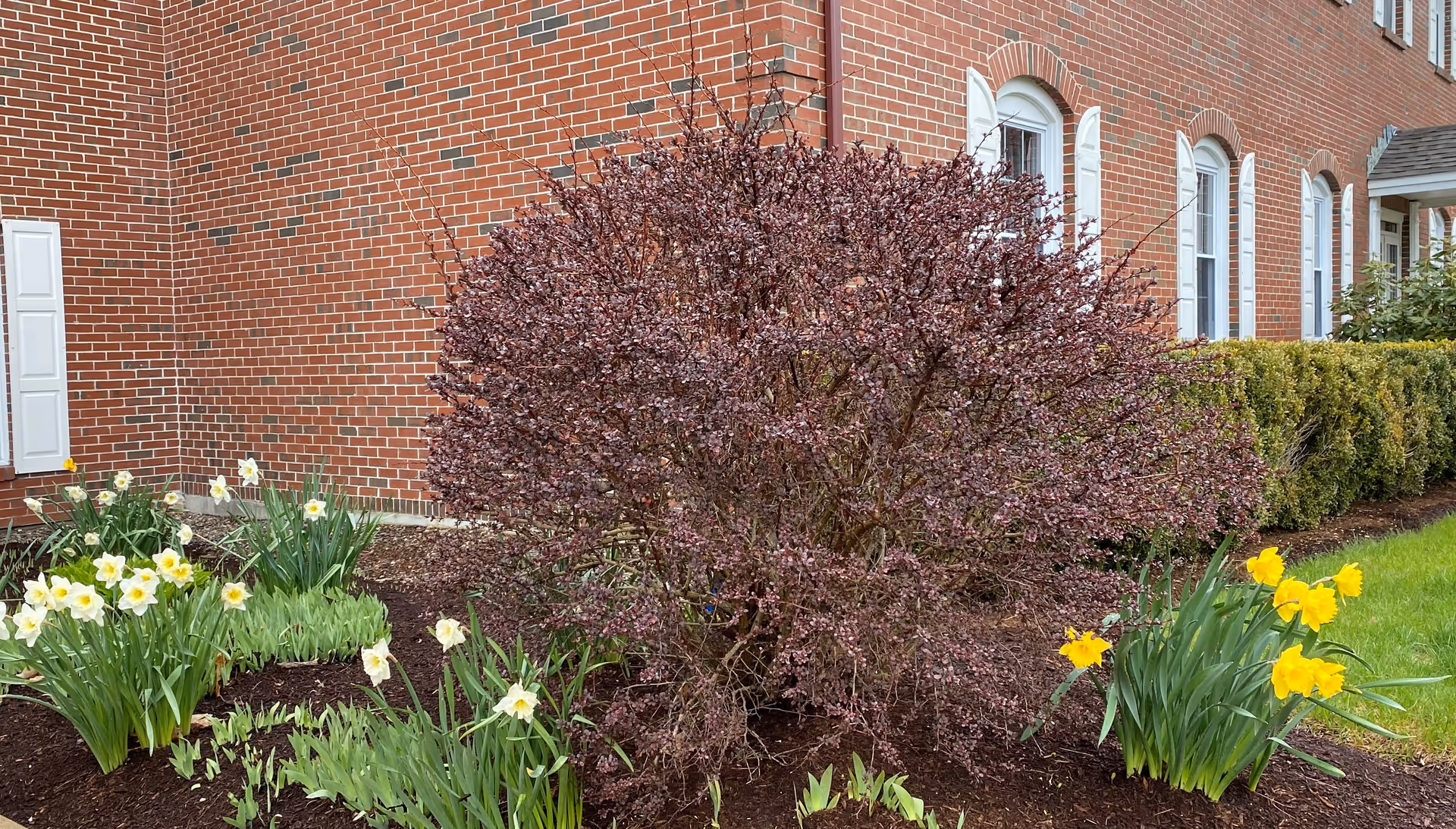 A landscaped garden area in front of a brick building with white-trimmed windows. The garden features a large bush with reddish leaves in the center, surrounded by blooming yellow and white daffodils and green grass.