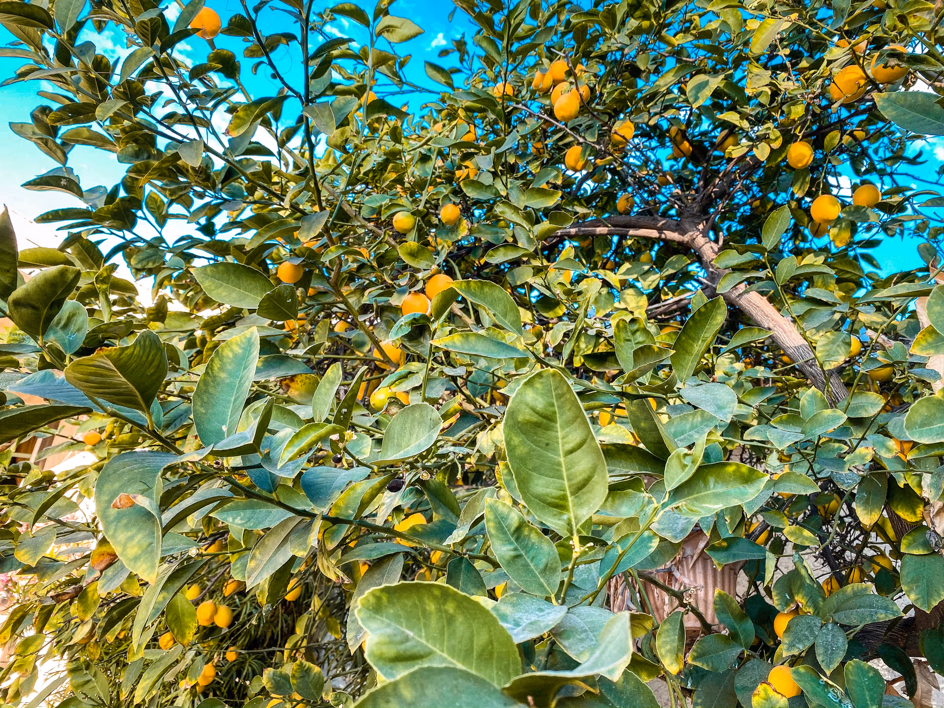 A lush lemon tree with numerous ripe yellow lemons hanging among dense green leaves under a clear blue sky.