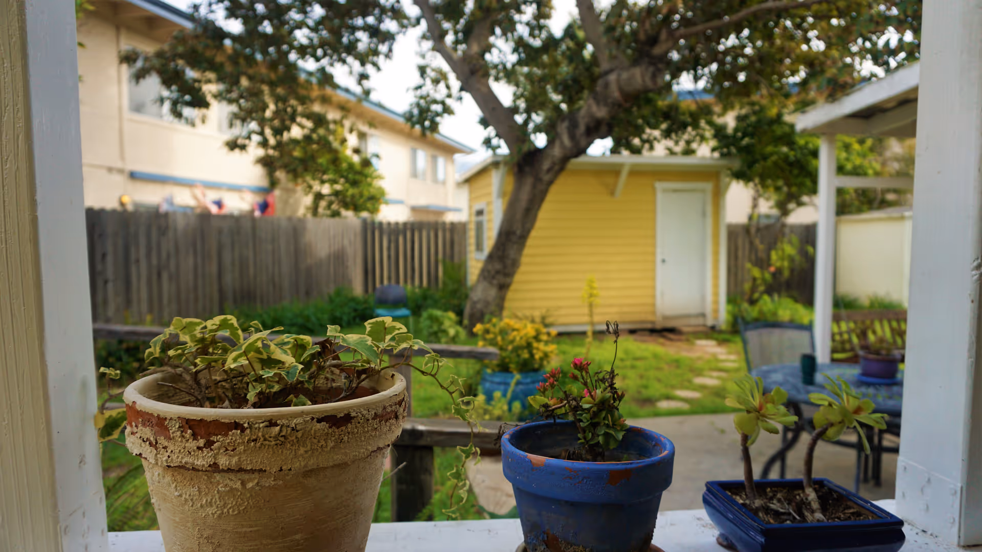 View of a backyard garden with three potted plants on a windowsill in the foreground. The garden has a large tree, green grass, a wooden fence, and a small yellow shed with a white door. There is also a patio area with a table and chairs.
