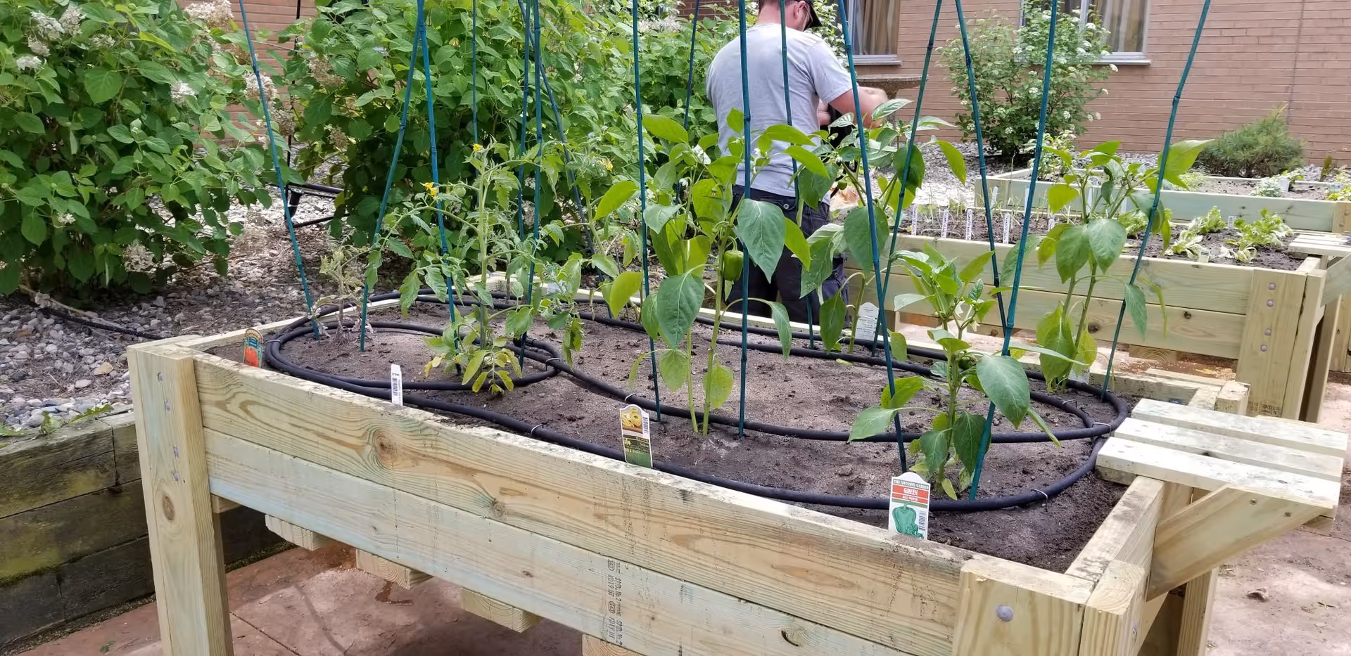 Raised wooden garden bed with young tomato and pepper plants and drip irrigation, a person working in the background.