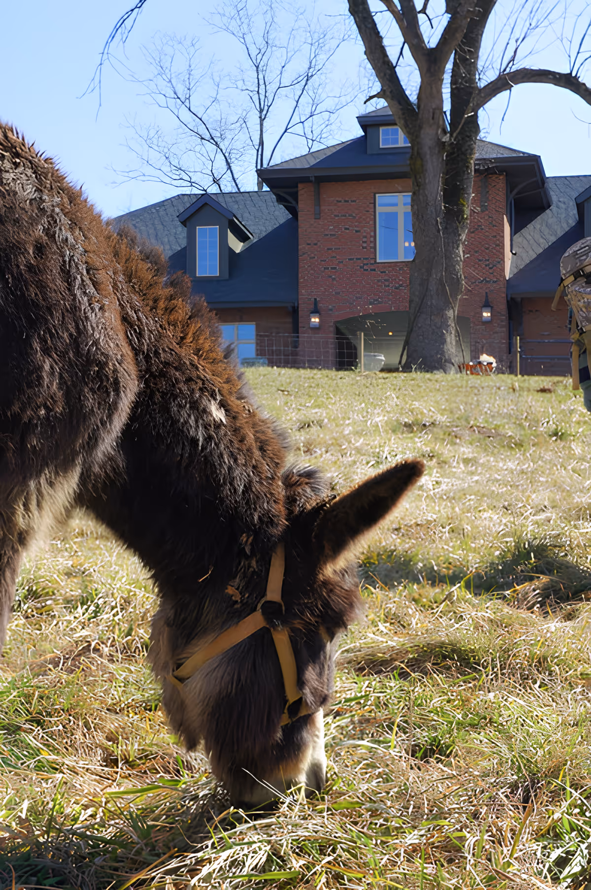 A close-up of a brown donkey grazing on grass in front of a large brick building with multiple windows and a tree in the foreground.