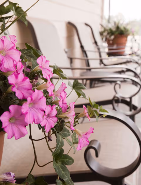 Close-up view of vibrant pink flowers in the foreground with a row of beige cushioned metal chairs with armrests on a porch or patio in the background.