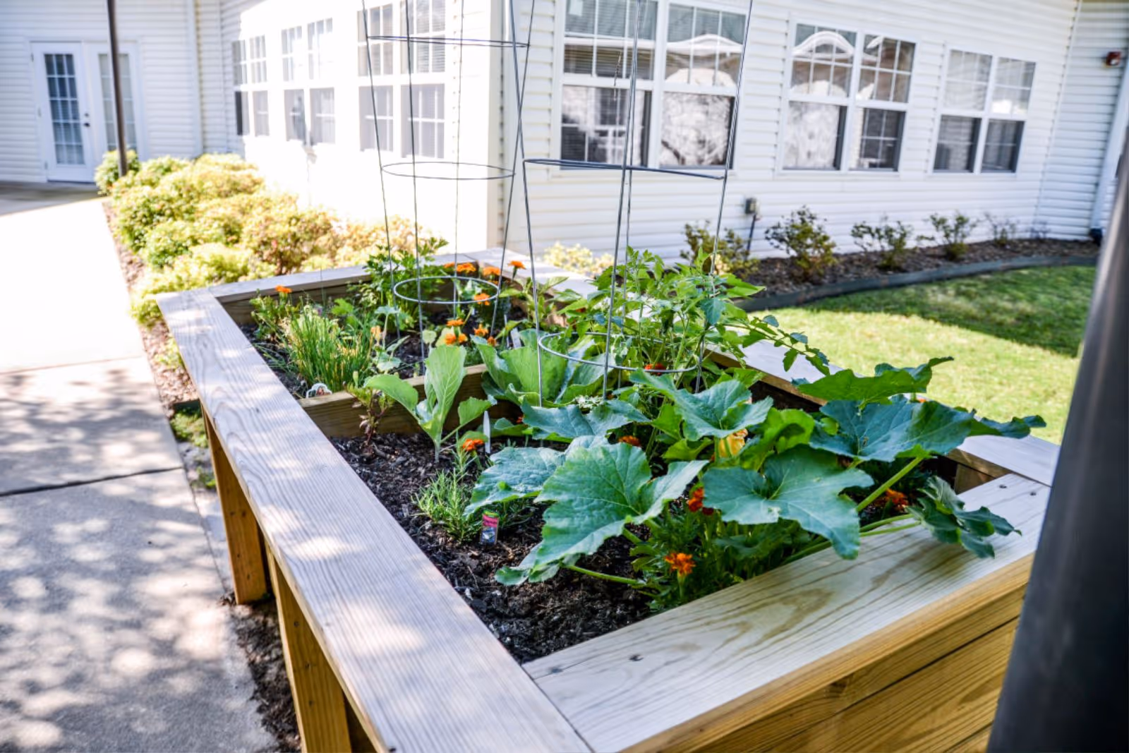 A raised wooden garden bed with various green plants and flowers growing in it, situated outdoors next to a white building with multiple windows and a concrete walkway.