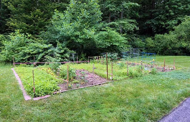 Raised garden plots with stakes and plants on a grassy lawn bordered by trees.
