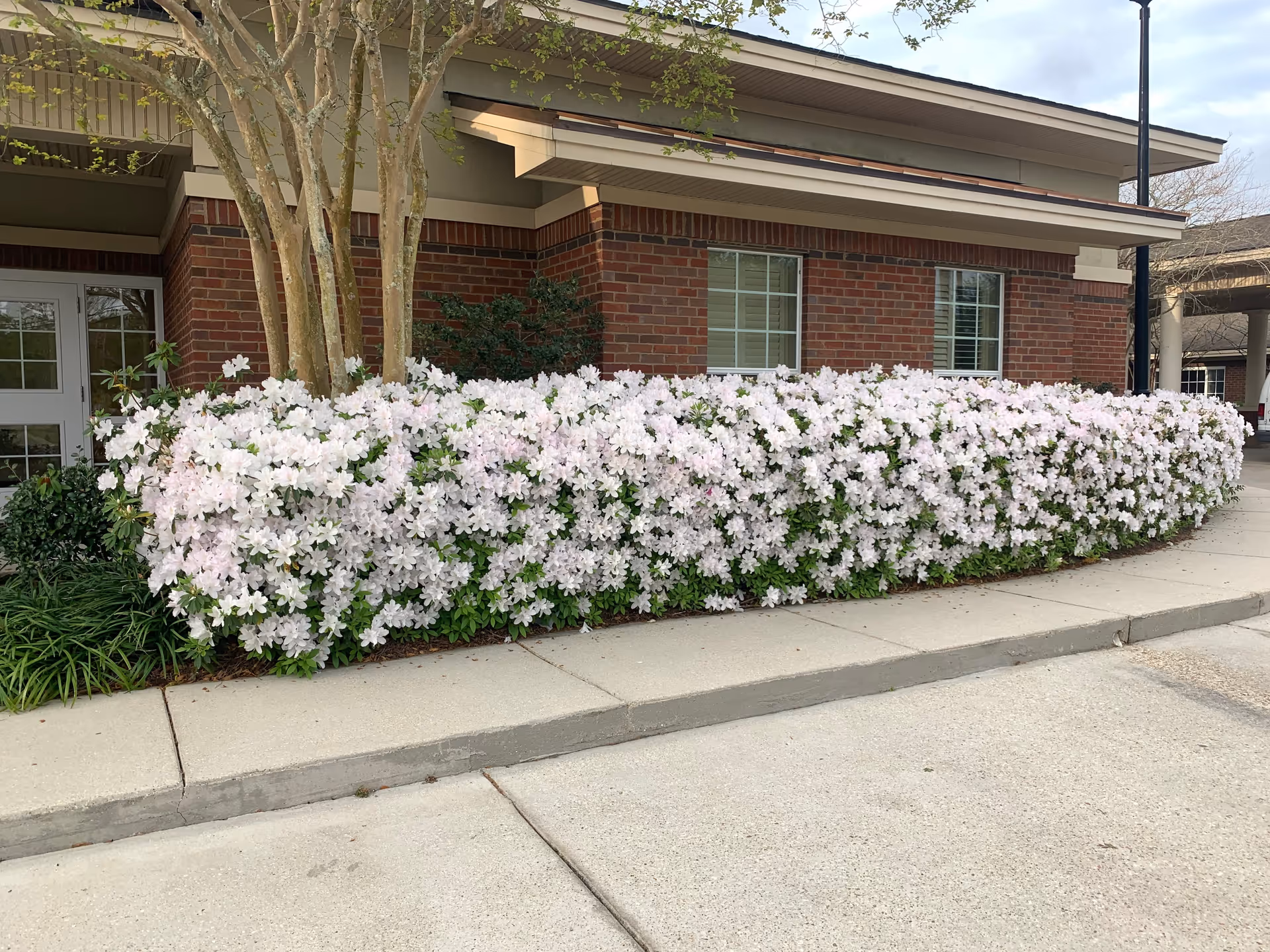 Front exterior of a brick nursing facility with a long row of white azalea bushes along the sidewalk in front of windows and an entrance.