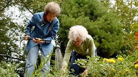 Two elderly women gardening outdoors, one holding a small gardening tool and the other tending to plants among green bushes and yellow flowers with trees in the background.