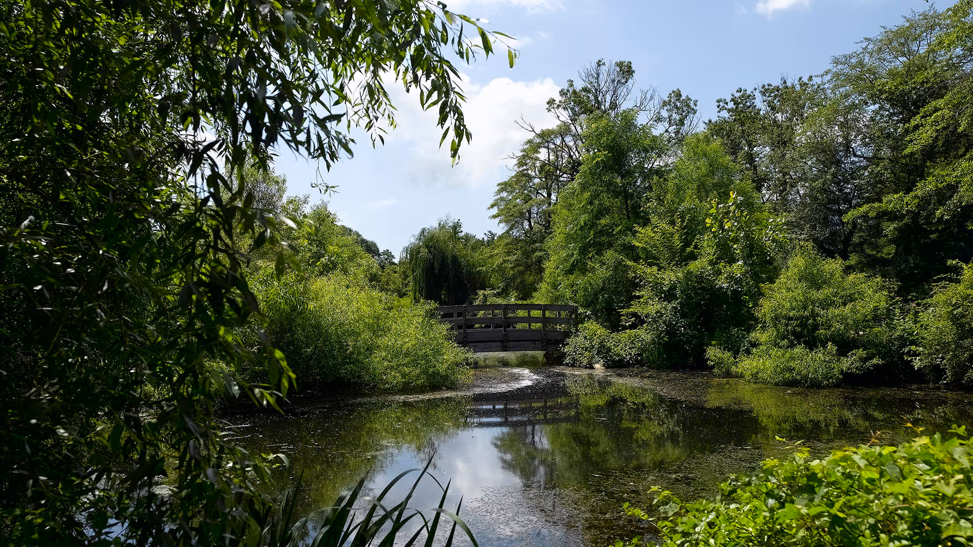 A serene outdoor scene featuring a small wooden bridge over a calm pond surrounded by lush green trees and vegetation under a partly cloudy sky.