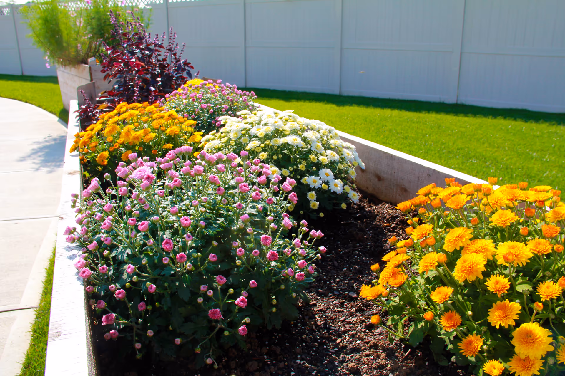 A raised garden bed filled with colorful blooming flowers including pink, white, yellow, and orange varieties, situated next to a concrete walkway and a green lawn with a white fence in the background.