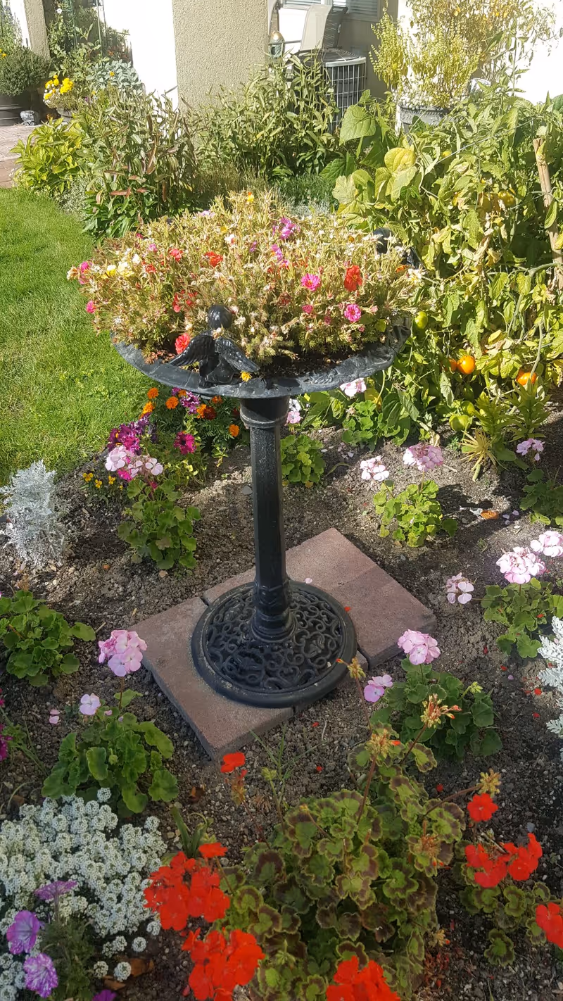 A colorful garden area with various flowers including red, pink, white, and purple blooms surrounding a black metal birdbath filled with flowering plants. The garden is adjacent to a building wall with some greenery and potted plants visible in the background.
