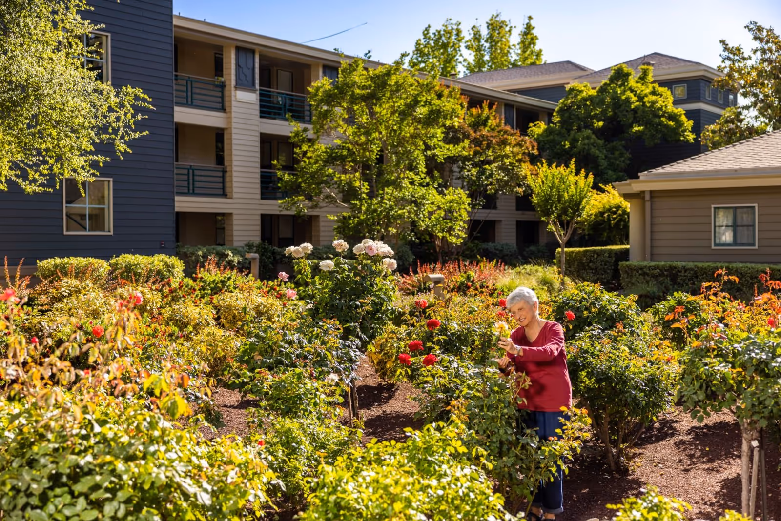 An elderly woman tending to a vibrant garden filled with blooming flowers and bushes, with residential buildings and trees in the background under a clear blue sky.