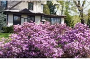 Two-story house partially obscured by large pink-purple flowering shrubs in the front yard.