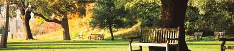 Sunlit outdoor park area with benches, lush grass, and tall trees.