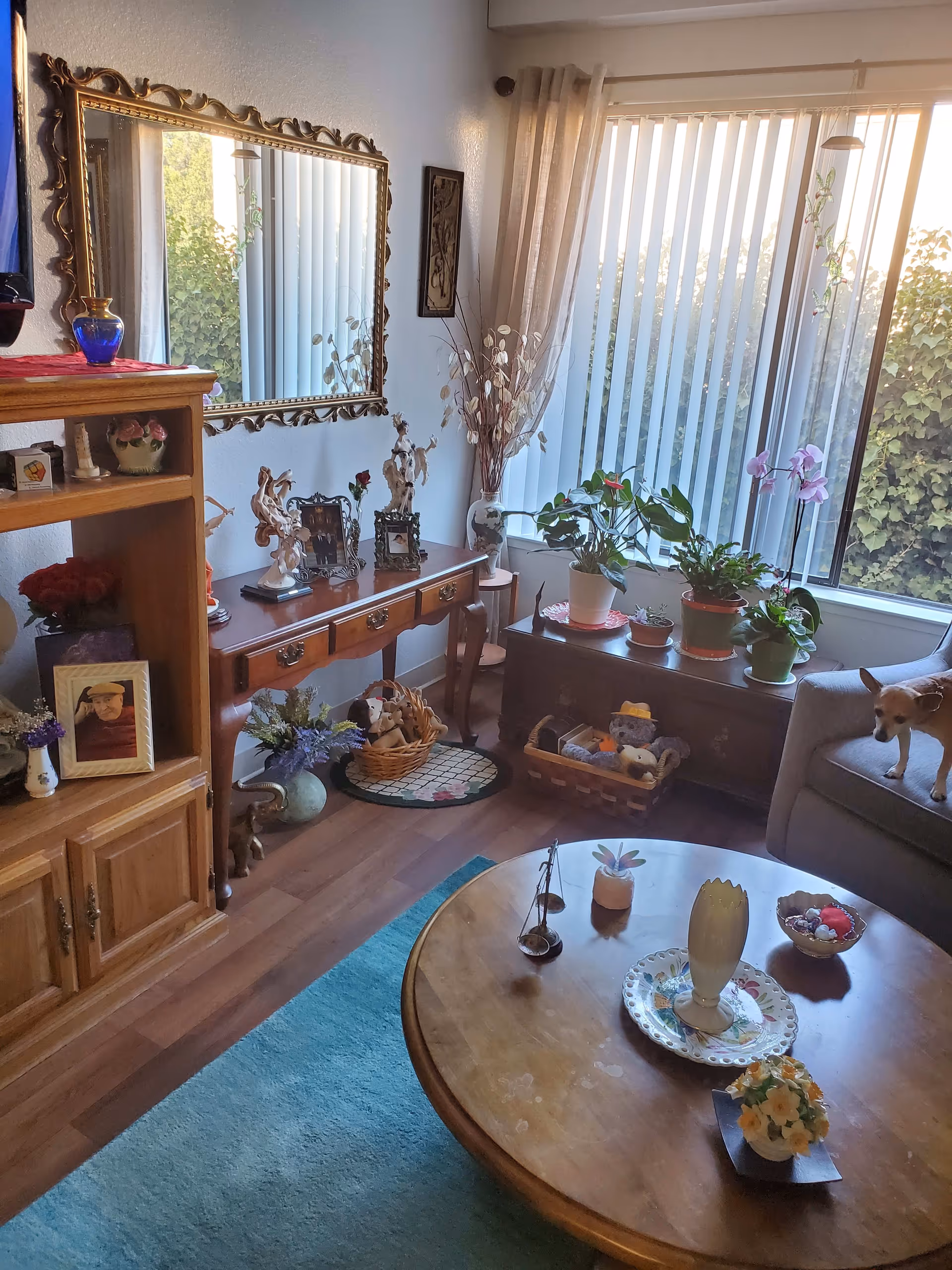 A cozy living room with wooden furniture including a coffee table, a side table with decorative items, and a cabinet with framed photos and flowers. There is a large mirror on the wall, several potted plants on a window ledge, and a small dog standing on a gray armchair. Vertical blinds cover the windows, letting in natural light.