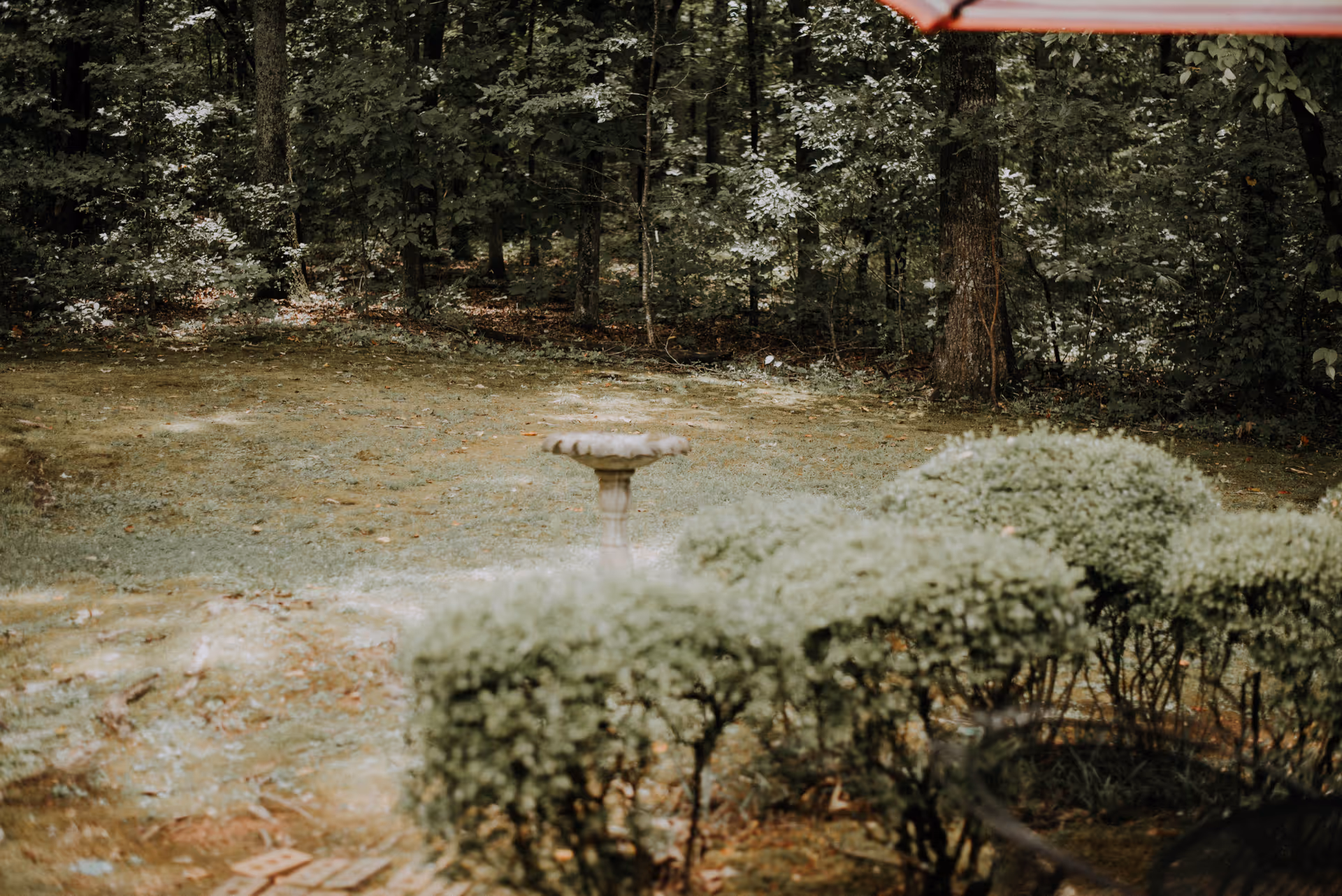 Outdoor garden with a birdbath, hedges, and trees in a quiet yard.