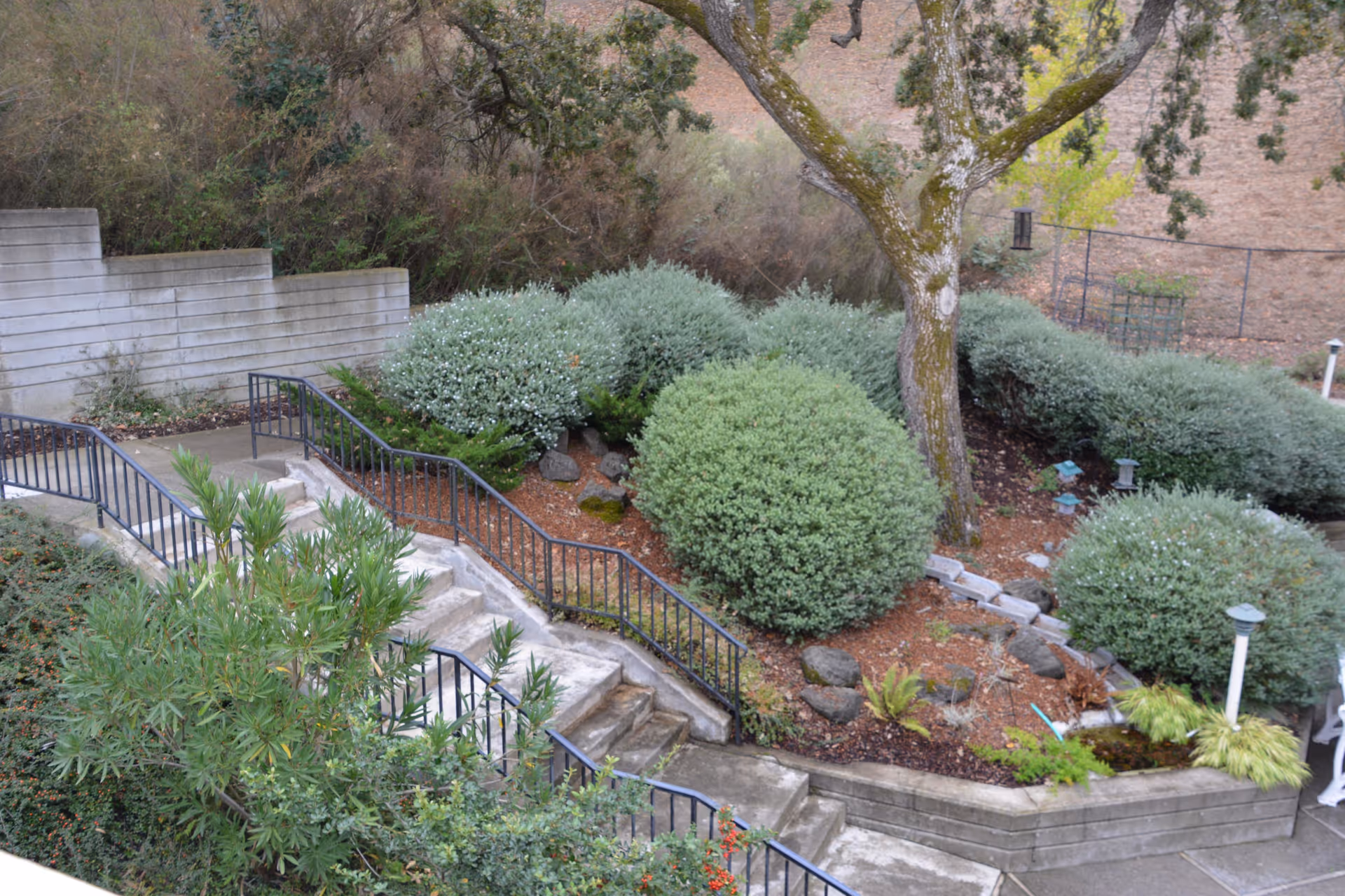 Concrete stairs and metal railings descend through a landscaped outdoor area with trimmed shrubs and a large tree.