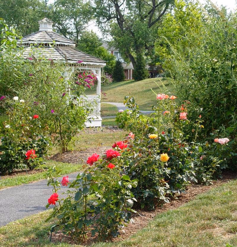 A garden area with colorful blooming roses and other flowers along a paved pathway. In the background, there is a white wooden gazebo surrounded by green trees and shrubs, with a grassy hill and a building partially visible behind the trees.