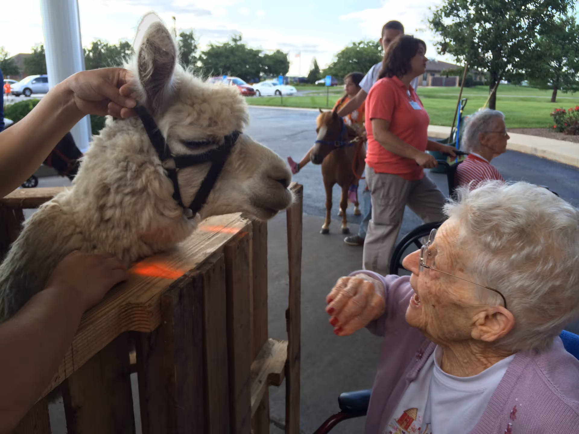 An elderly woman in a wheelchair smiling and interacting with a white alpaca being held by a person. In the background, a woman in a red shirt stands near a small brown pony with a child sitting on it. The scene takes place outdoors near a parking lot with trees and cars visible.