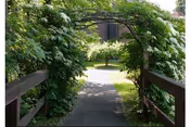 A paved pathway leading through a wooden arch covered with green leafy vines and white flowers, surrounded by lush greenery and trees in the background.