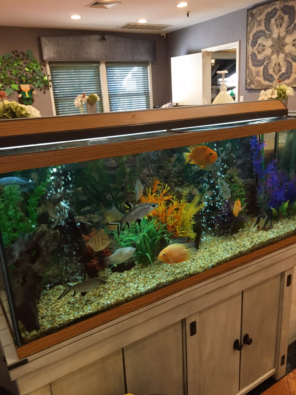Large aquarium filled with various colorful fish and aquatic plants, placed on a wooden cabinet in a room with windows covered by blinds, a wall decoration, and some flowers on top of the cabinet.