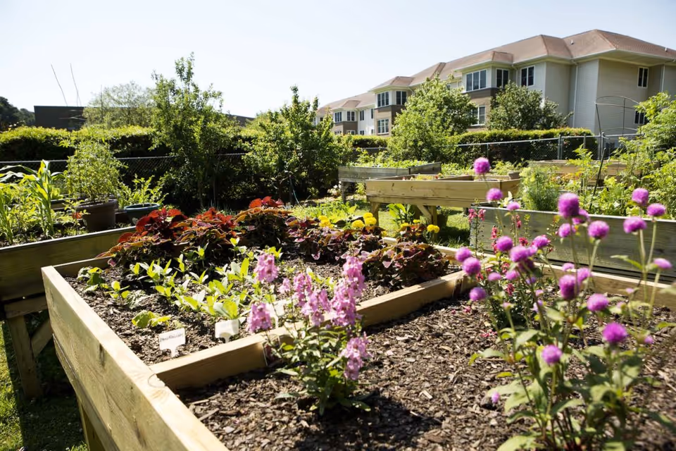 Raised garden beds filled with various plants and flowers in a sunny outdoor garden area, with a multi-story residential building in the background under a clear sky.