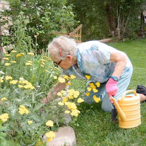 An elderly woman kneels on the grass tending a flower bed of yellow blooms while holding a yellow watering can.