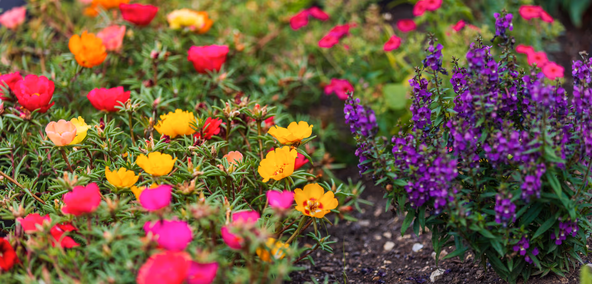 A close-up of a garden bed with vibrant pink, yellow, red, and purple flowers.