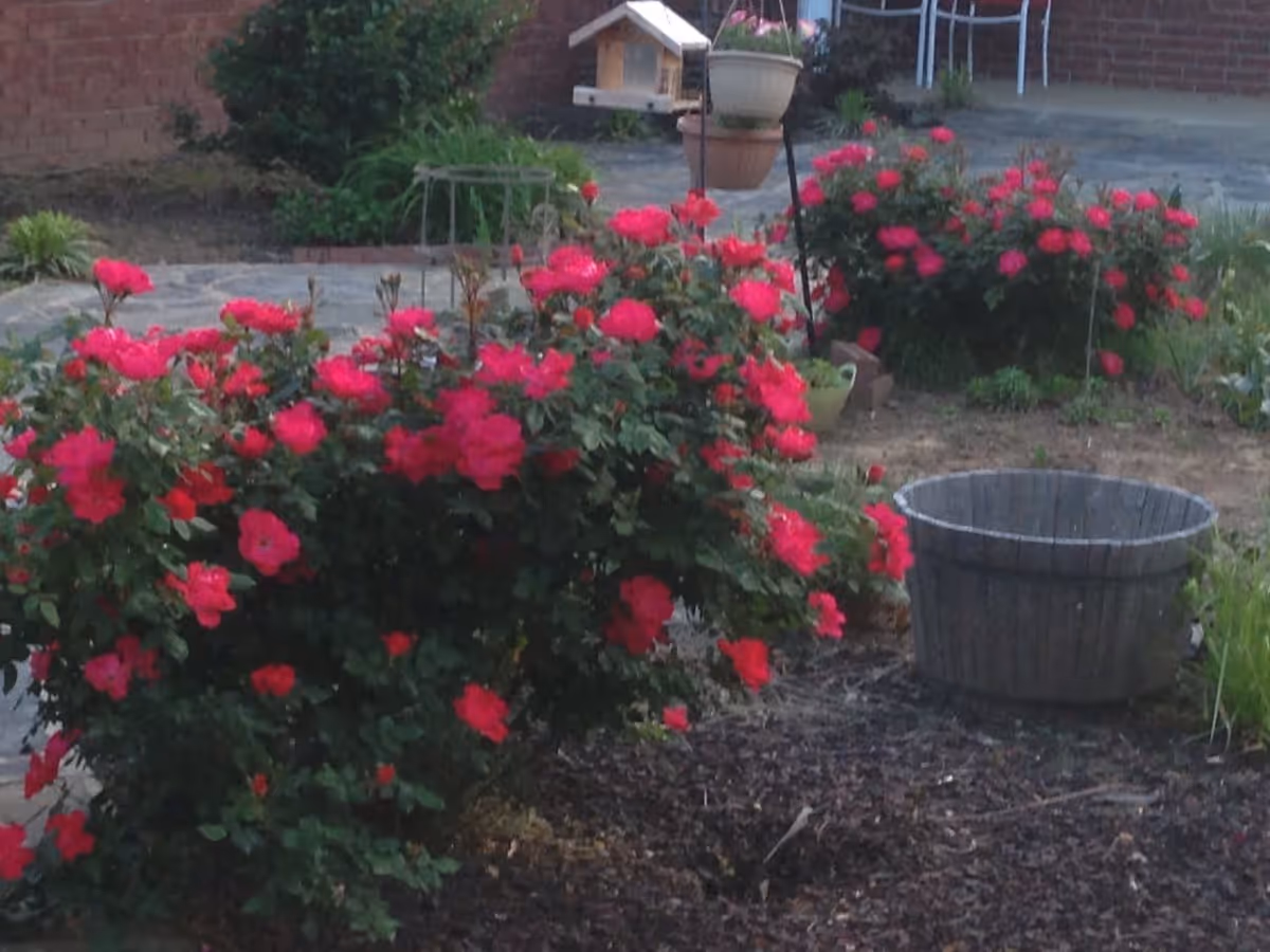 A garden area with blooming red rose bushes, a wooden planter, and a bird feeder with potted plants. The background shows a brick wall and a paved patio area.