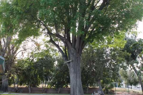 A large tree dominates a sunny outdoor area with a fence and greenery.