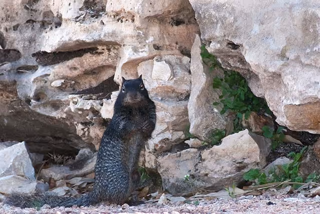 A black squirrel standing upright on rocky ground near a rock formation with some green plants growing in the crevices.