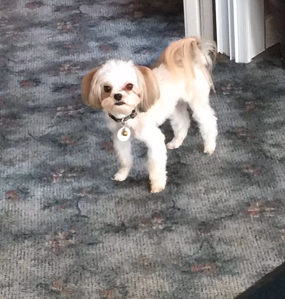 Small white and tan dog wearing a collar standing on patterned carpet near a doorway.