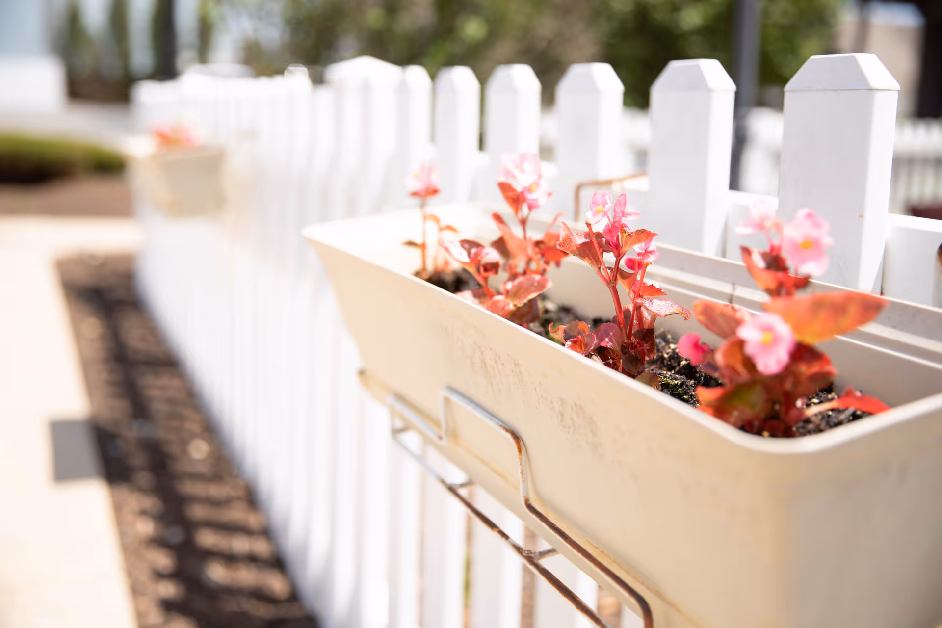 Close-up view of a white planter box attached to a white picket fence, containing small pink flowers with red leaves, with another similar planter visible further down the fence in an outdoor garden setting.