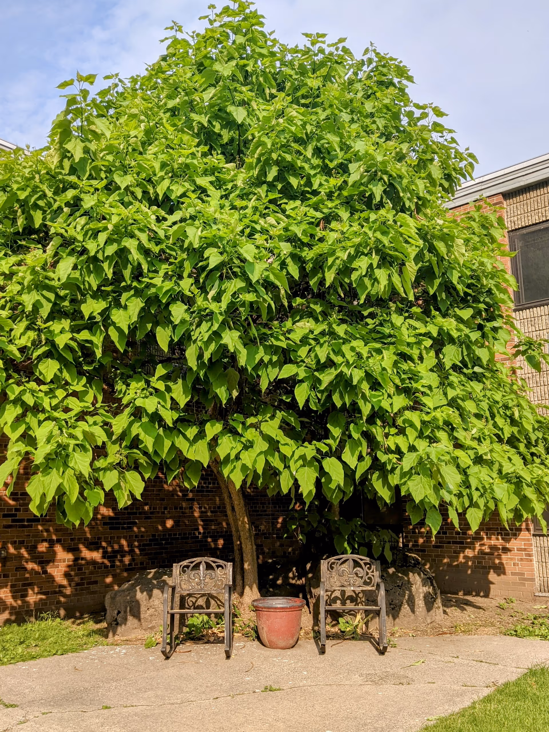 Two decorative metal chairs and a red flower pot placed on a concrete patio under a large leafy tree, with a brick building wall in the background.