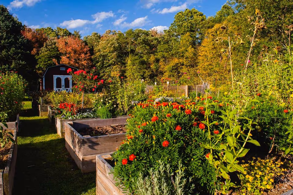 A vibrant garden with raised wooden flower beds filled with various colorful flowers and plants. In the background, there is a small red shed with white doors, surrounded by trees with green and autumn-colored leaves under a partly cloudy blue sky.