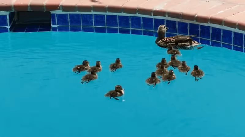 A mother duck and a group of ducklings swimming in a blue-tiled outdoor pool near the curved edge.