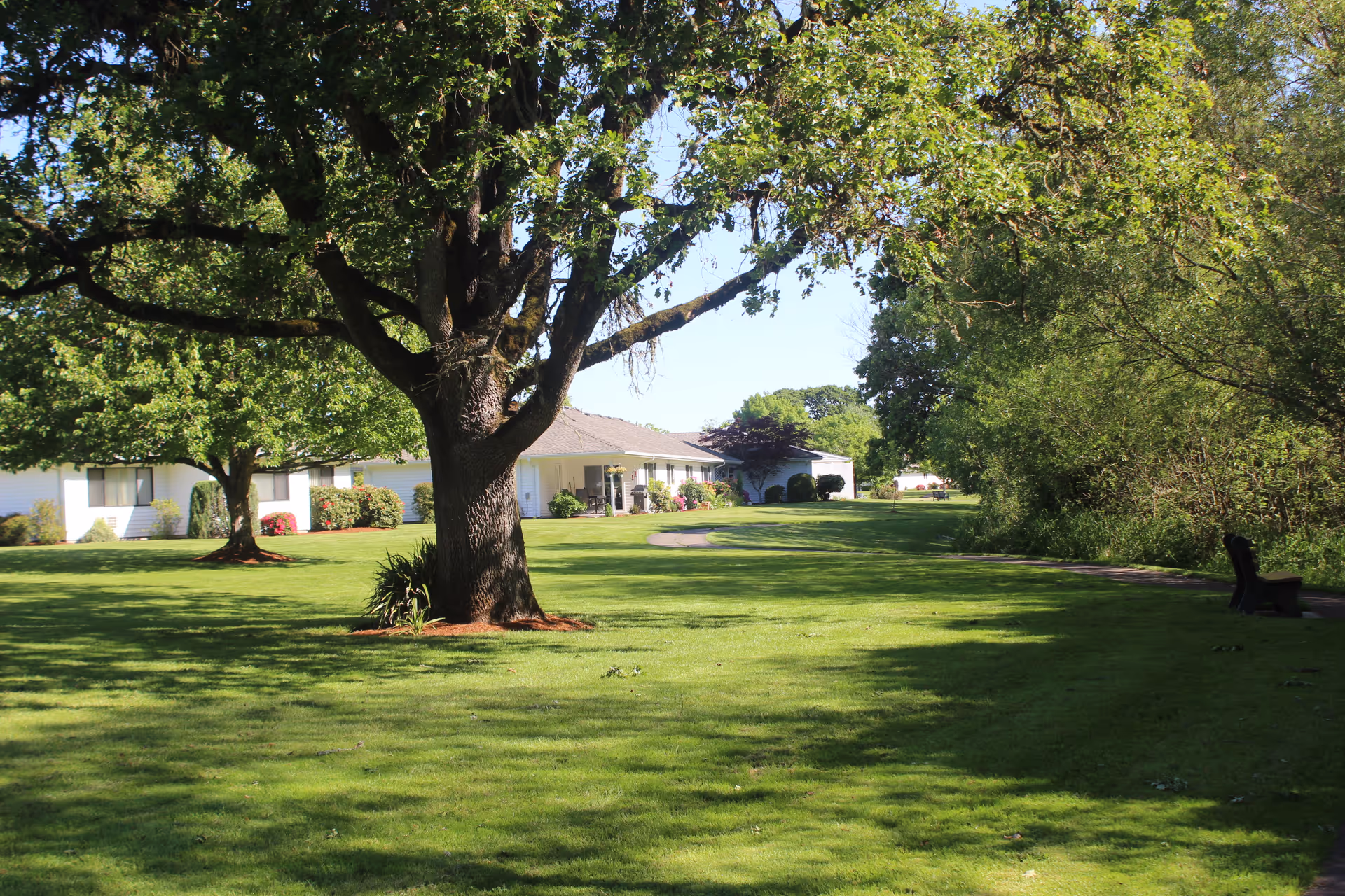 A large green lawn with a big tree in the foreground and several smaller trees and bushes. In the background, there are white single-story buildings with windows and a covered porch area. The sky is clear and blue, and there is a bench on the right side near some bushes.
