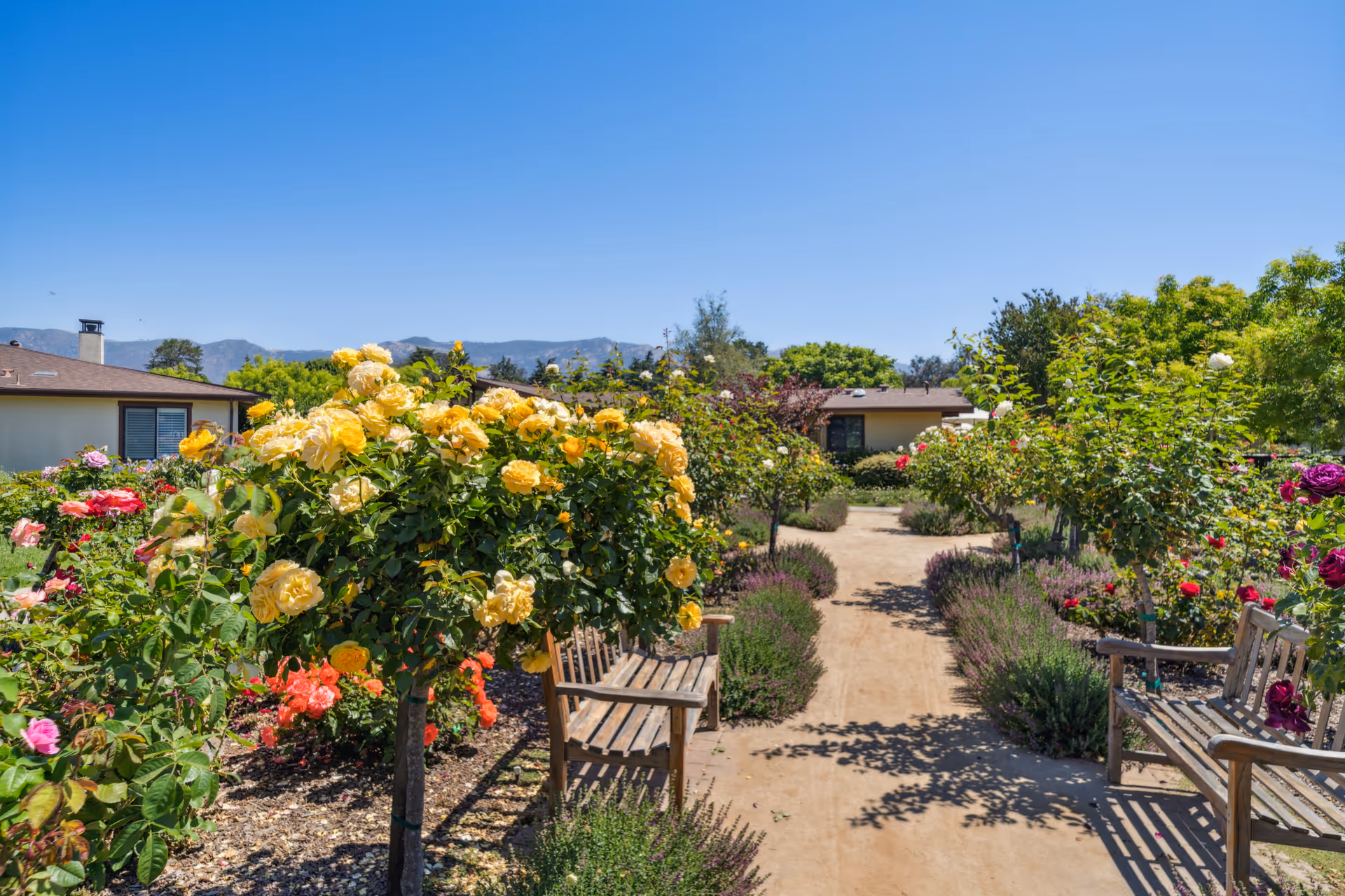 A sunlit garden path lined with flowering rose bushes and wooden benches under a clear blue sky.