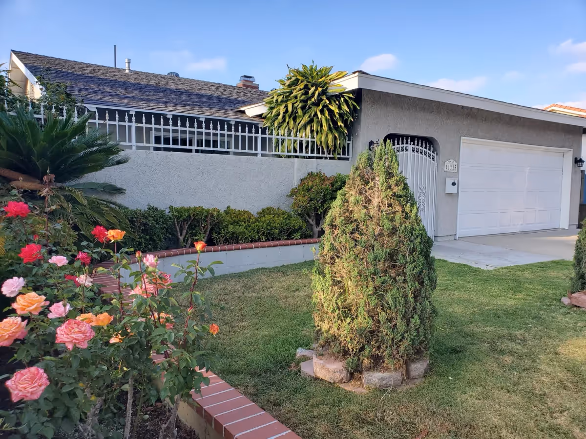 Front yard of a residential building with a green lawn, a variety of colorful rose bushes, a trimmed conical shrub, and a gray house with a white garage door and a white metal gate under a clear blue sky.