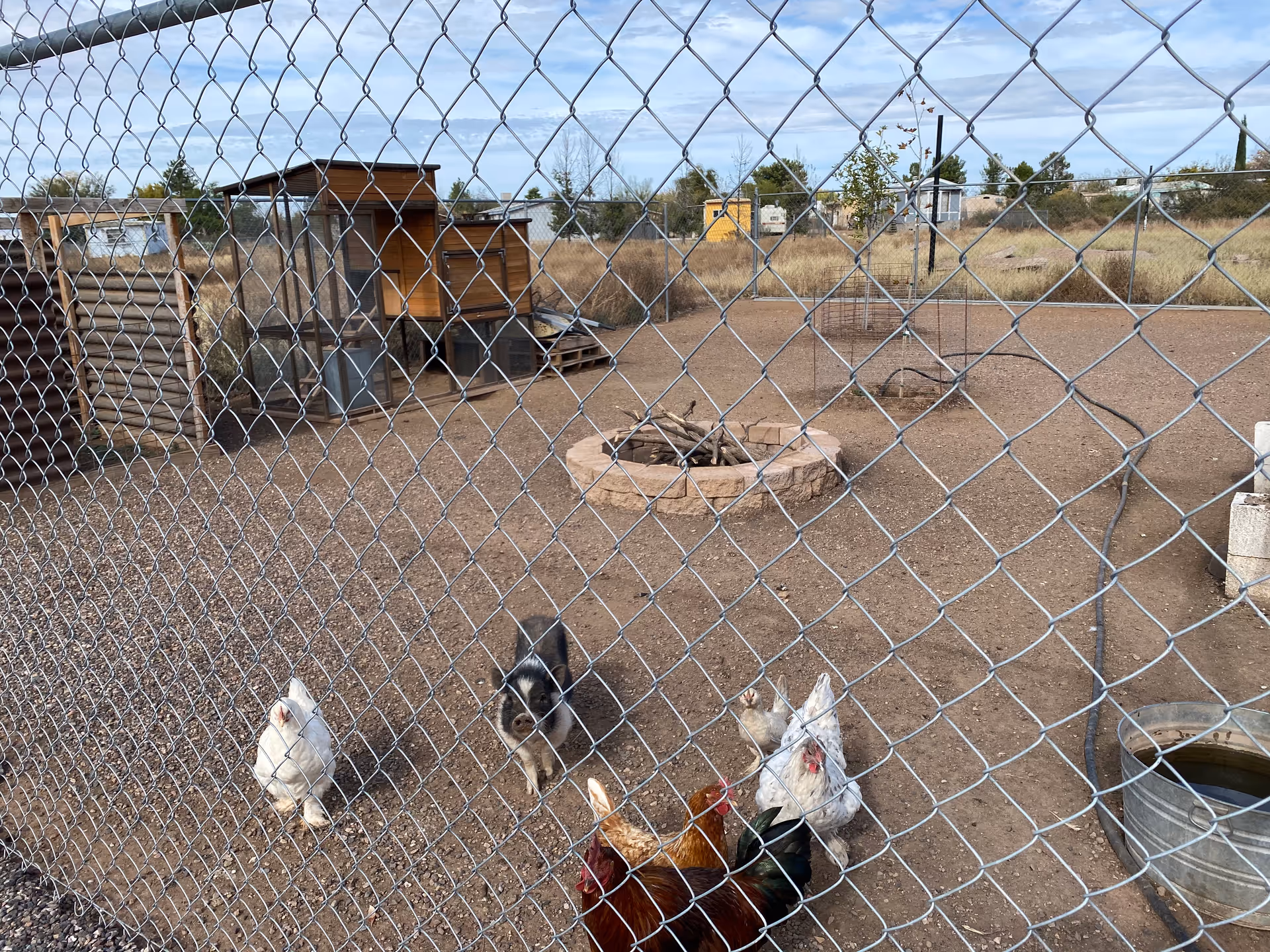 View through a chain-link fence of a fenced outdoor area with several chickens and a small black and white dog. Inside the enclosure, there are wooden chicken coops, a circular stone fire pit with some wood inside, and a metal water trough. The ground is dirt, and there is sparse vegetation and some trees in the background under a partly cloudy sky.