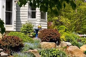 A landscaped garden area with various green shrubs, plants, and rocks in front of a building with gray siding and white-trimmed windows, partially shaded by tree branches.