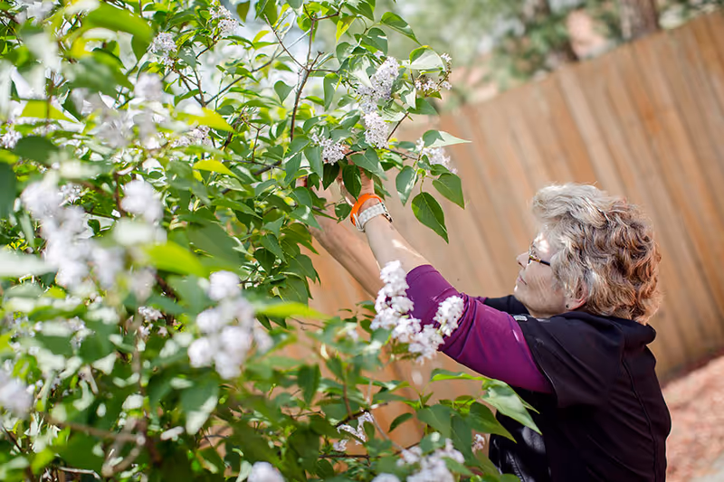 An elderly woman with short curly hair and glasses is reaching up to touch or pick flowers from a leafy bush with white blossoms in an outdoor garden area with a wooden fence in the background.