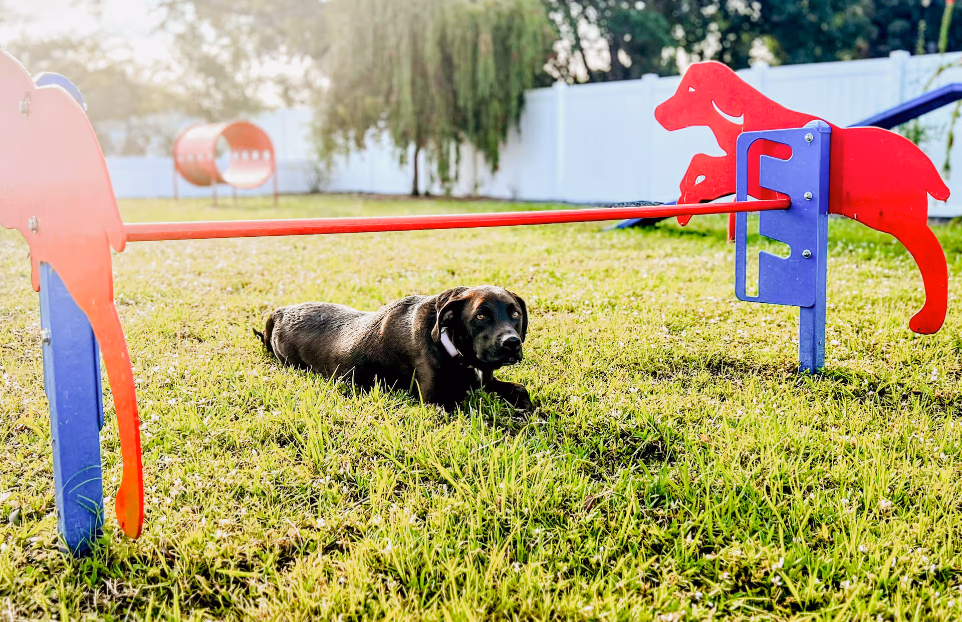 A black dog lying on green grass in an outdoor area with dog agility equipment, including red and blue hurdles and a tunnel in the background, surrounded by a white fence and trees.