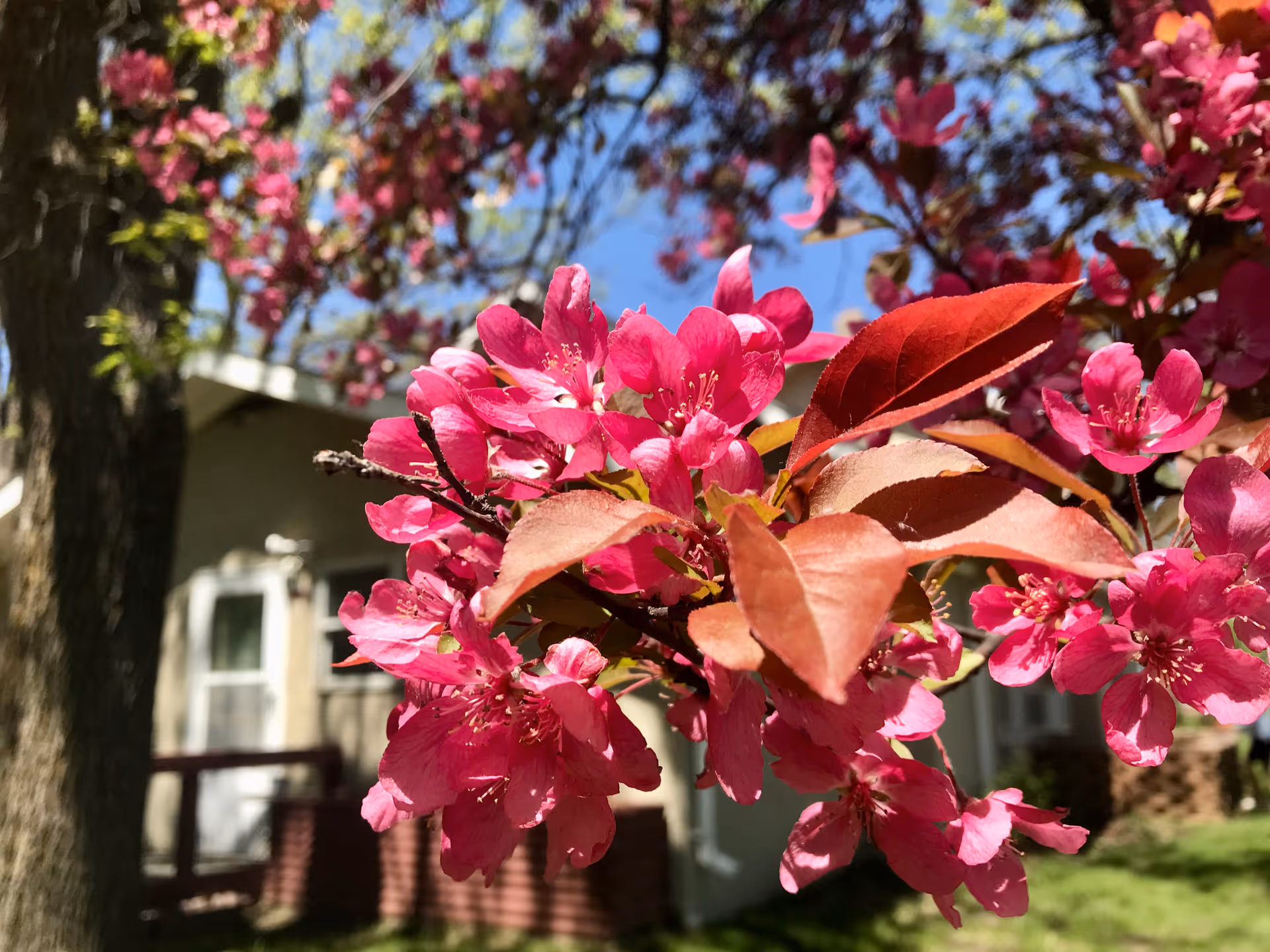 Close-up of pink flowering tree branches with a residential building blurred behind them.