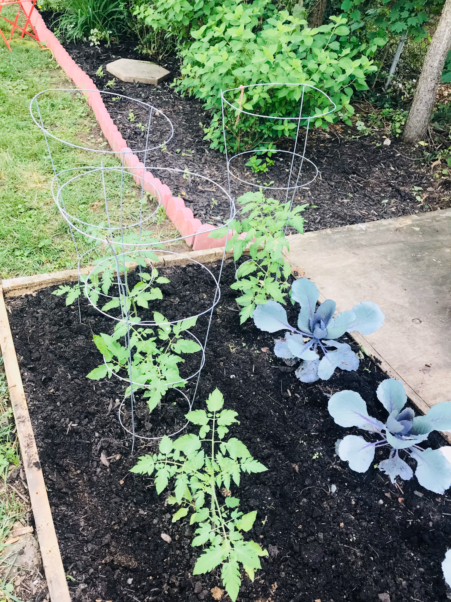 Raised garden bed with young tomato plants in metal cages and a few cabbage plants beside a concrete path.