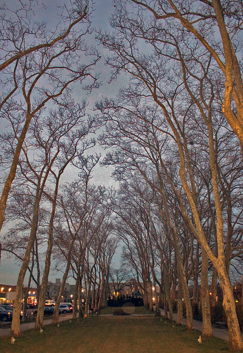 A tree-lined walkway with tall leafless trees arching overhead leading toward buildings at dusk.