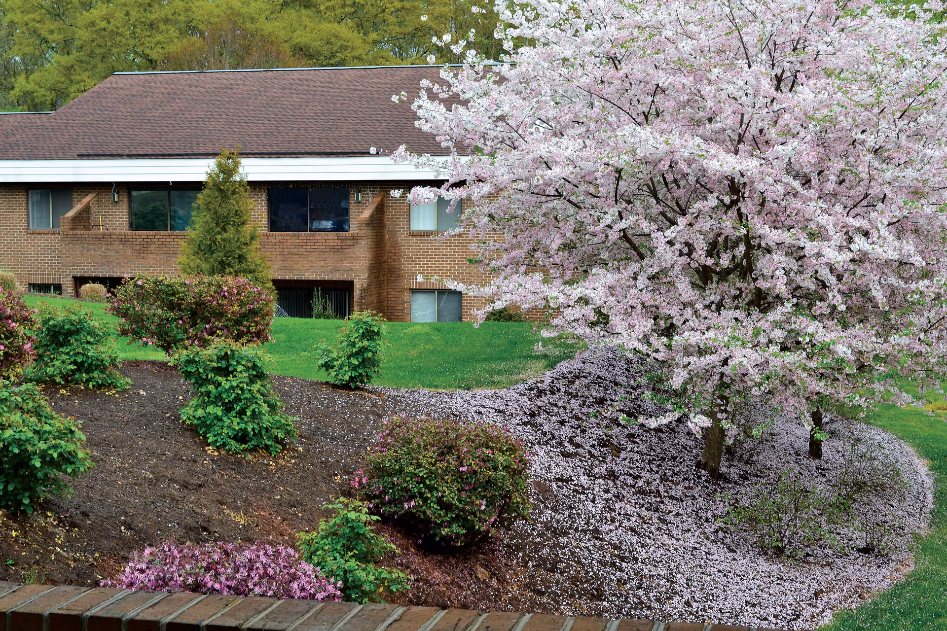 Brick two-story building front with landscaped lawn and a large pink-blossomed tree shedding petals in the foreground.