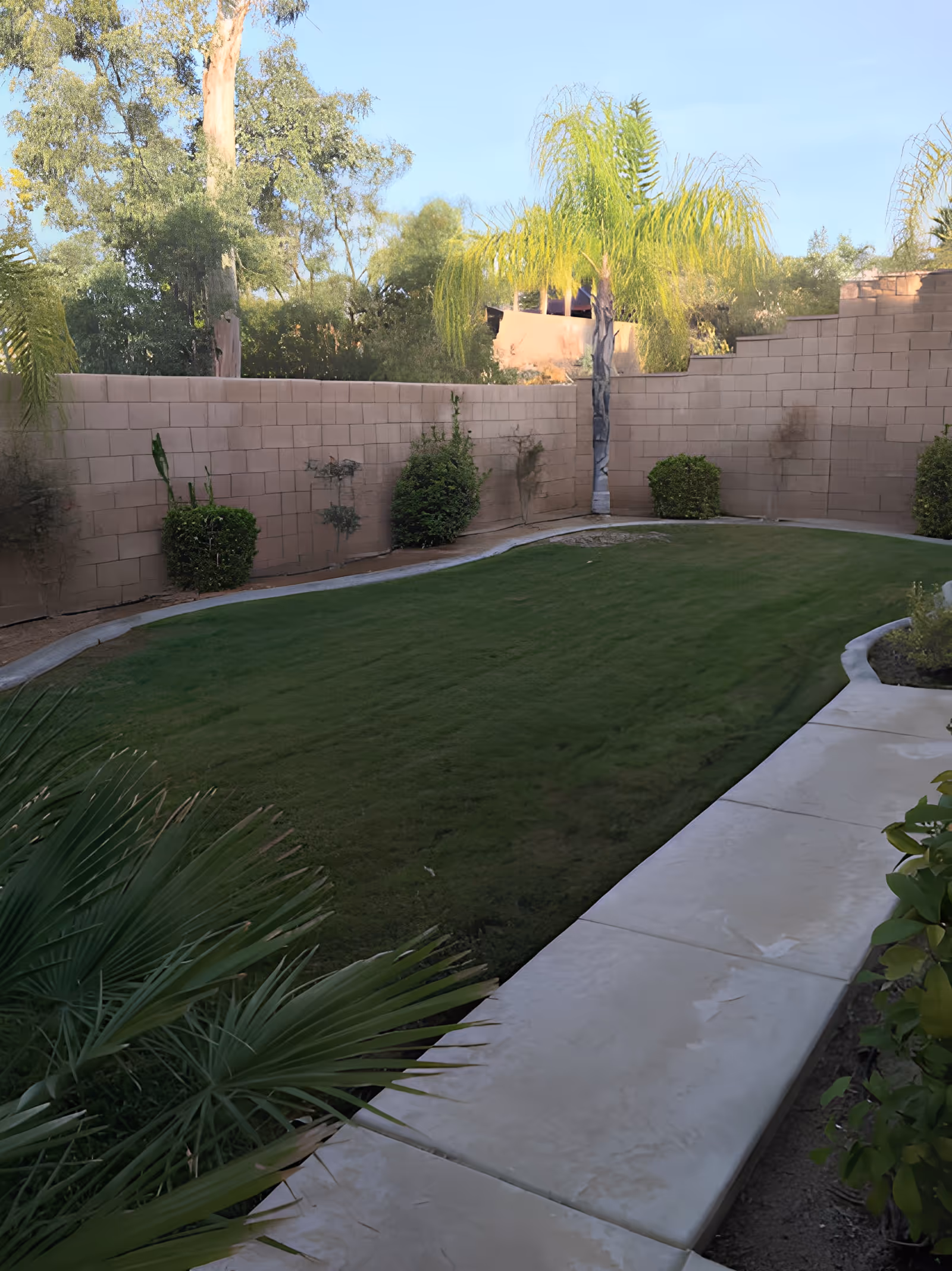 A small, enclosed outdoor garden area with a green lawn, a curved concrete walkway, several bushes, palm trees, and a tall brick wall surrounding the space under a clear blue sky.